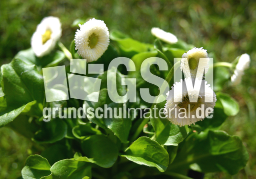 Maßliebchen-10.jpg